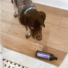 Dog Brings Mom Random Gifts To Get Her Out Of The Shower