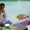 Wild Monkey Makes Visit To Kind Doctor To Get Help For Her Baby