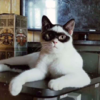 Adorable Cat Nicknamed Zorro Mask-Like Marking