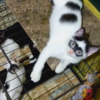 Adorable Cat Nicknamed Zorro Mask-Like Marking