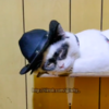 Adorable Cat Nicknamed Zorro Mask-Like Marking