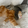 Adorable Cat Brothers Race Each Other Each Day To Food Bowl