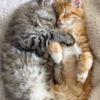 Adorable Cat Brothers Race Each Other Each Day To Food Bowl