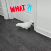 Cockatoo Laughs Maniacally Live an Evil Villain While Playing Hide and Seek With Her Humans