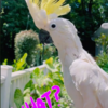 Cockatoo Laughs Maniacally Live an Evil Villain While Playing Hide and Seek With Her Humans