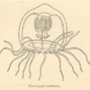 Key Gene Of The Immortal Jellyfish Uncovered