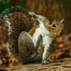 Squirrels Pose Like Tiny Superheroes Ready To Take on Big Battles