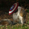 Squirrels Pose Like Tiny Superheroes Ready To Take on Big Battles