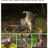 Squirrels Pose Like Tiny Superheroes Ready To Take on Big Battles