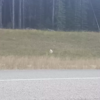 Woman Discovers Rare Animal After Spotting White Spot Next To Road