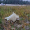 Woman Discovers Rare Animal After Spotting White Spot Next To Road