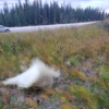 Woman Discovers Rare Animal After Spotting White Spot Next To Road