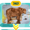 Chubby Bear Named Winner Of 2022 Fat Bear Week Contest