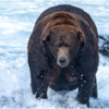 Chubby Bear Named Winner Of 2022 Fat Bear Week Contest