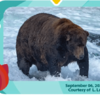 Chubby Bear Named Winner Of 2022 Fat Bear Week Contest