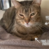 Why Cats Sit In a Loaf Position