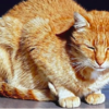 Why Cats Sit In a Loaf Position