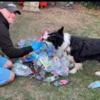 Helpful Dog Lends a Paw To Collects Plastic Bottles For Recycling