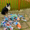Helpful Dog Lends a Paw To Collects Plastic Bottles For Recycling