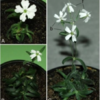 Scientists Revive 32 Thousand Year Old Plant From Siberian Permafrost