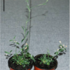 Scientists Revive 32 Thousand Year Old Plant From Siberian Permafrost