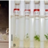 Scientists Revive 32 Thousand Year Old Plant From Siberian Permafrost
