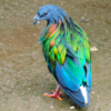 Closest Living Relative To Dodo Bird Flaunts Gorgeous Vibrant Colours