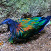Closest Living Relative To Dodo Bird Flaunts Gorgeous Vibrant Colours