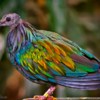 Closest Living Relative To Dodo Bird Flaunts Gorgeous Vibrant Colours