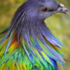 Closest Living Relative To Dodo Bird Flaunts Gorgeous Vibrant Colours