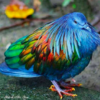 Closest Living Relative To Dodo Bird Flaunts Gorgeous Vibrant Colours