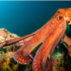 Octopuses Can Regenerate RNA To Survive In Both Warm And Cold Water