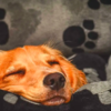 Psychologist Proves That Dogs Can Dream About Their Beloved Humans