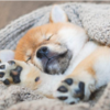 Psychologist Proves That Dogs Can Dream About Their Beloved Humans