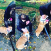 Adorable Corgi Loves Giving Hugs To Everyone On His Walks