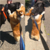 Adorable Corgi Loves Giving Hugs To Everyone On His Walks