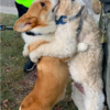Adorable Corgi Loves Giving Hugs To Everyone On His Walks