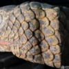 Giant Aztec Snake Head Sculpture Uncovered After Mexico Earthquake