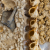 Beautiful 2000-Year-Old Mosaic Made From Glass, Shells And Tiles Discovered Near Colosseum
