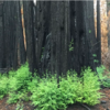 California Fire Scorched Redwoods Shows Signs Of Rebirth With New Sprouts