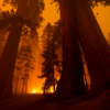 California Fire Scorched Redwoods Shows Signs Of Rebirth With New Sprouts