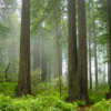 California Fire Scorched Redwoods Shows Signs Of Rebirth With New Sprouts
