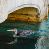 Las Vegas Bellagio Stops Its Famous Water Fountain Show After Rare Bird Lands In The Waters