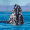 Rare Grey Whale Who Was Thought To Be Extinct Spotted In The Water Near Massachusetts