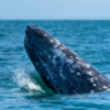 Rare Grey Whale Who Was Thought To Be Extinct Spotted In The Water Near Massachusetts