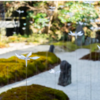 Beautiful Japanese Garden Filled With Incredibly Calming Transparent Flowers