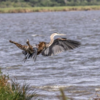 Incredible Moment a Bobcat Leaped Over Water To Catch Blue Heron In Mid Air