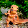 Adorable Newts Captured Posing For The Camera