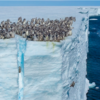 Adorable Baby Penguins Make Their Way Off An Icy Cliff To Go Swimming For The First Time