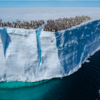 Adorable Baby Penguins Make Their Way Off An Icy Cliff To Go Swimming For The First Time